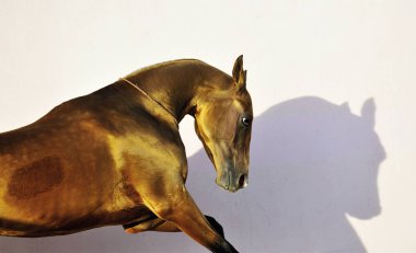 Akhal-Teke 'nin beyaz arka planda gölgelerle izole edilmiş altın portresi. Yatay fotoğraf, kenar görüş, kafa ve boyna yakın çekim.