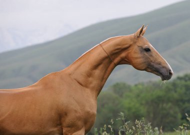 Palomino Akhal Teke Atı 'nın portresi dışarıda dizginsiz arka planda dağlarla. Yatay fotoğraf, profil kapat.