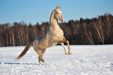 Akhal Teke Aygır kış tarlasında yükseliyor. Yatay, kenar görünüm, hareket halinde.
