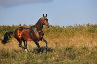 Bay güçlü Akhal-Teke yazın dört nala koşuyor. Dikey, kenar görünüm.