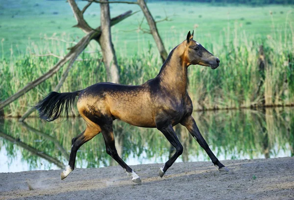 Noktalı Buckskin Akhal-Teke aygırı suyun yanında koşuyor ve dört ayağı havada kameraya bakıyor. Yatay, kenar görünüm, hareket halinde.