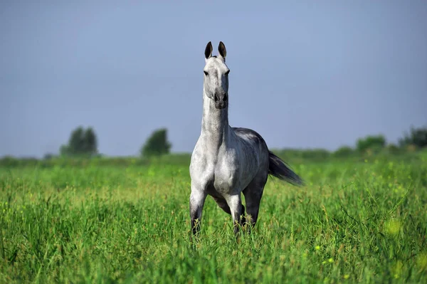 Dapple Grey Akhal Teke Stands Middle Green Pasture — Stock Photo, Image