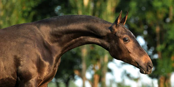 Retrato Jovem Cavalo Akhal Teke Com Pescoço Longo Olhando Para — Fotografia de Stock