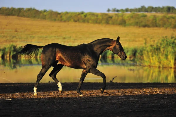 Baía Escura Akhal Teke Cavalo Trote Campo Outono Perto Água — Fotografia de Stock