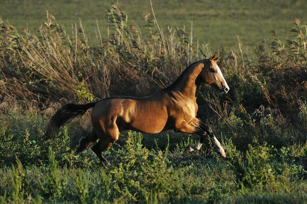 Altın Akhal-Teke, yazın ortasında uzun otlarla dört nala koşuyor. Yatay, hareket halinde, kenar görünüm,