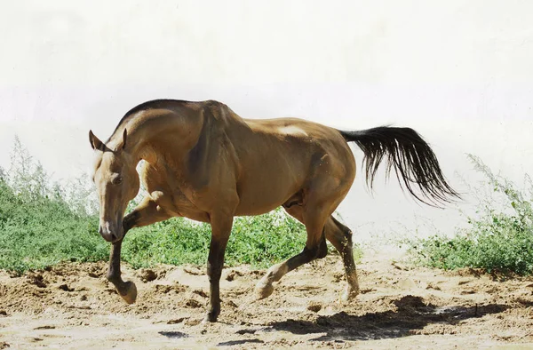 パドックでアスレチックAkhal Teke馬のトロッティング 横横横 — ストック写真