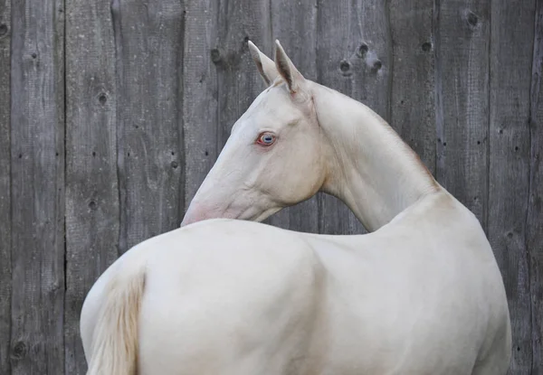 Cremello Akhal Teke Άλογο Κοιτάζοντας Πίσω Στέκεται Δίπλα Από Γκρι — Φωτογραφία Αρχείου