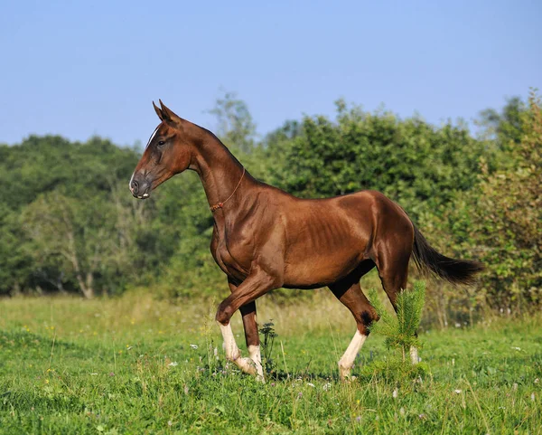 スリムベイアクハル 夏の牧草地を歩く雌馬を取る 横横横 — ストック写真