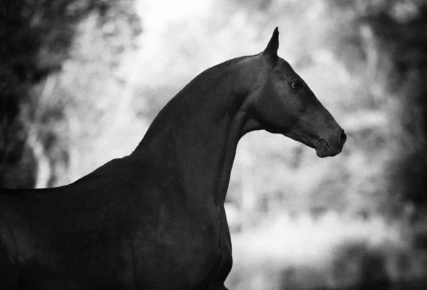 Porträtt Vackra Akhal Teke Hingsten Profil Suddig Bakgrund Horisontellt Foto — Stockfoto