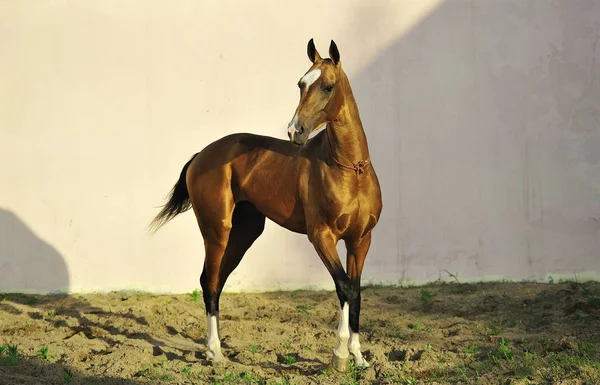 ゴールデンアクハル テケ種牡馬の左を探してパドックの真ん中に立っている 水平写真 4分の3 白い背景 — ストック写真