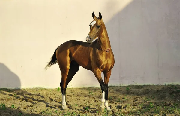 Altın Akhal-Teke aygırı çayırın ortasında duruyor ve sola bakıyor. Yatay fotoğraf, üç çeyrek, beyaz arkaplan.