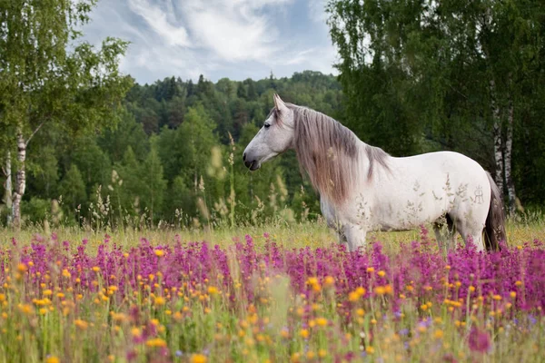 Biały Hiszpański Koń Długą Grzywą Stoi Latem Fioletowym Polu Widok — Zdjęcie stockowe
