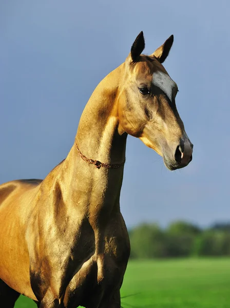 Portrait Golden Akhal Teke Stallion Out Pasture Vertical Sideways — Stock Photo, Image