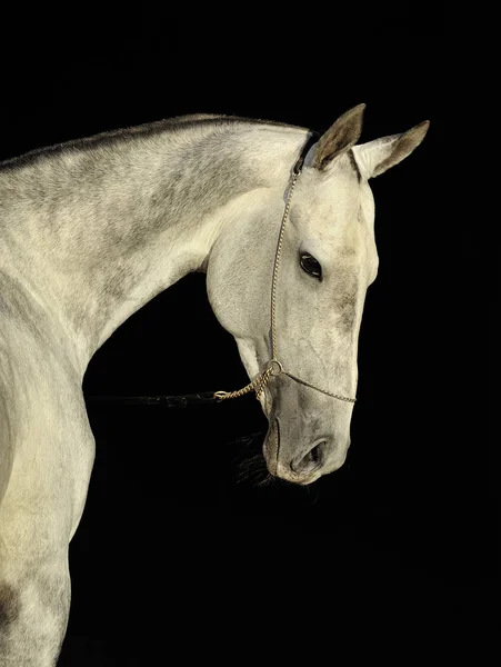 Portrait Grey Akhal Tehe Horse Show Chain Halter Looking Back Stock Picture