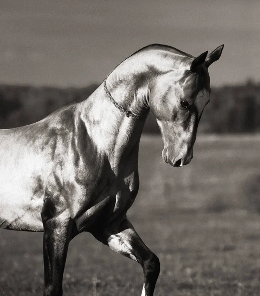 Tarlalarda dans eden Akhal-Teke aygırının portresi. Dikey fotoğraf, siyah ve beyaz, baş ve boyuna yakın, hareket halinde..