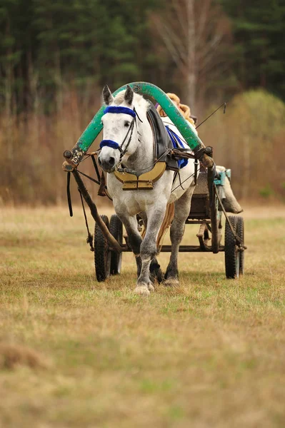 Harnessed draft horse pulling a cart in the field. Vertical, front view.