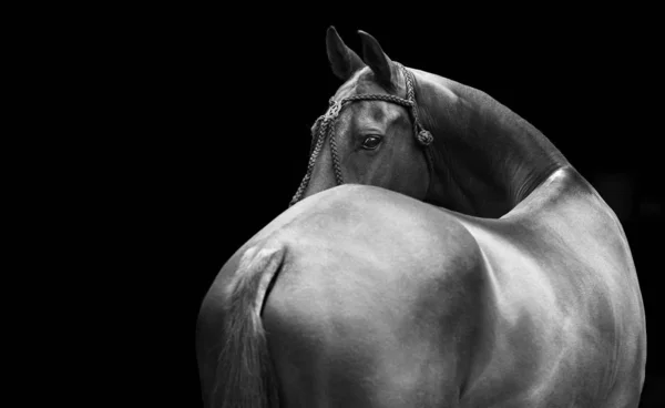 Häst Polo Halter Ser Bakåt Isolerad Svart Bakgrund Horisontell Bakifrån — Stockfoto