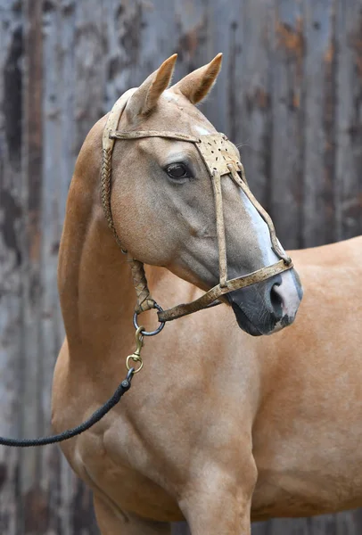 Palomino Kůň Kožené Polo Ohlávce Dívá Stranou Zatímco Stojí Vedle — Stock fotografie