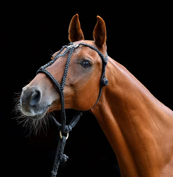 Close up of a chestnut horse\'s head in black rope polo halter showing interest isolated on black background. Horizontal, side view, portrait.