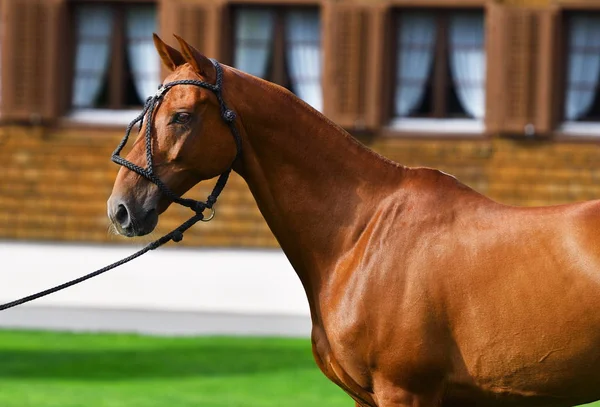 窓のあるレンガ造りの家の近くに立つロープポロホルターに栗の馬の頭と首の近く 肖像画 — ストック写真