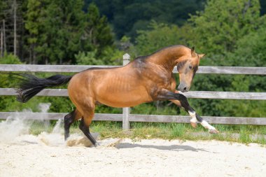 Genç ve güçlü Akhal Teke aygırı çayırda dört nala koşup kum tozu bulutları oluşturuyor. Yatay, kenar görünüm, hareket halinde.