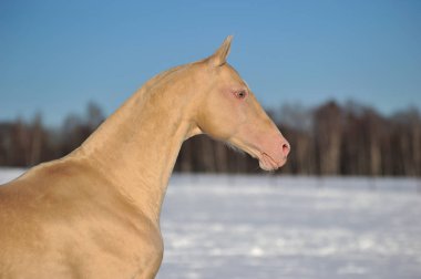 Cremello Akhal Teke atı soğuk ve güneşli bir günde kış otlağında duruyor. Yatay, portre, kenar görünüm.