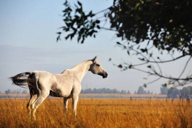 Açık gri Akhal Teke aygırı sonbaharda sarı çayırda duruyor ve uzaklara bakıyor. Yatay, arkadan..