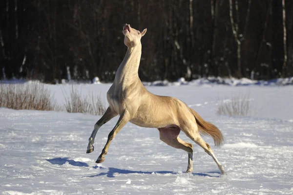 Cremello Akhal Teke aygırı karda oynuyor ve Flehmen tepkisini gösteriyor. Yatay, kenar görünüm, hareket halinde,