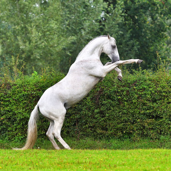Light grey stallion rears upwards standing on a green lawn. Vertical, side view, in motion.