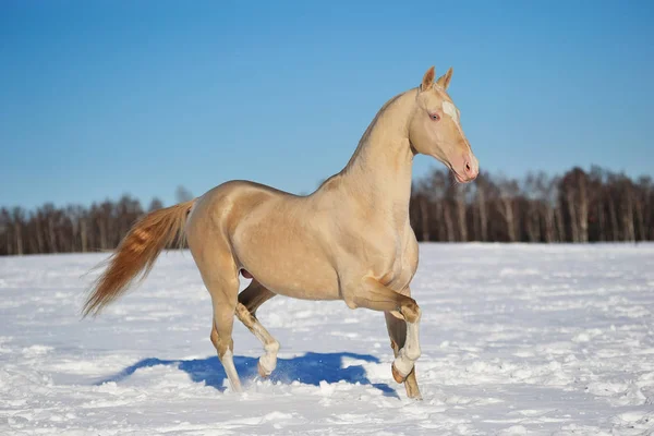 Cremello Akhal Teke aygırı kışın karlı arazide koşar, yatay, yana, hareket halinde.,