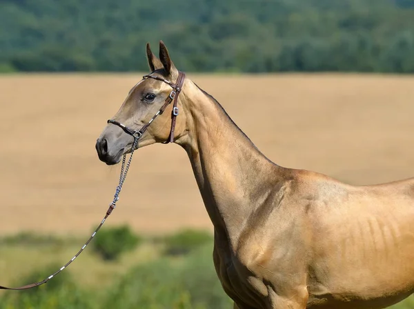 Zlatý Jelenicový Akhal Teke Hřebec Kožené Ohlávce Řetízkem Stojícím Pšeničném — Stock fotografie