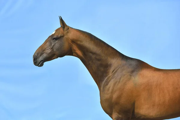 Cavalo Árabe Corre Frente No Fundo Da Parede Foto Royalty Free