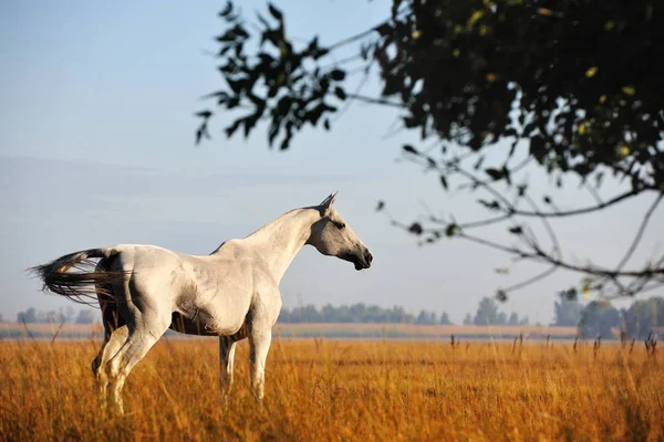 Semental Gris Claro Akhal Teke Encuentra Prado Amarillo Otoño Mira — Foto de Stock