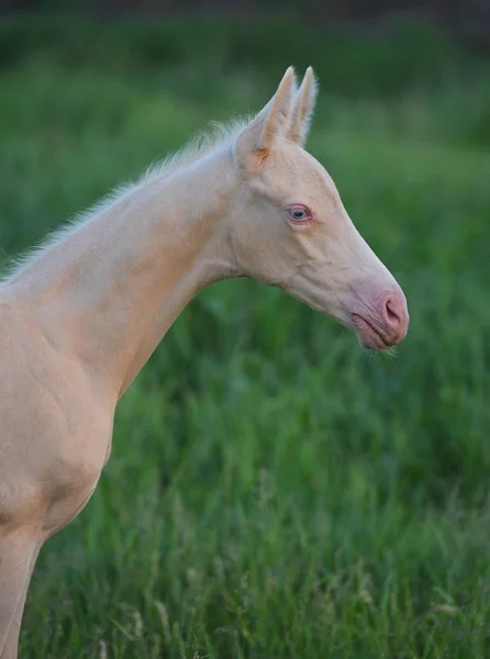 Lindo Pequeño Cremello Akhal Teke Potro Con Ojos Azules Piel — Foto de Stock