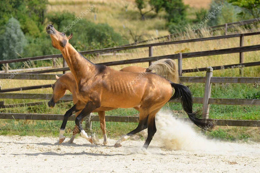Two stallion are playing in the paddock near stables in the hot summer day. Horizontal, in motion, side view.