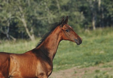 Genç Akhal Teke Colt yaz tarlasında dikilirken kameraya bakar. Yatay, kenar görünüm, portre.