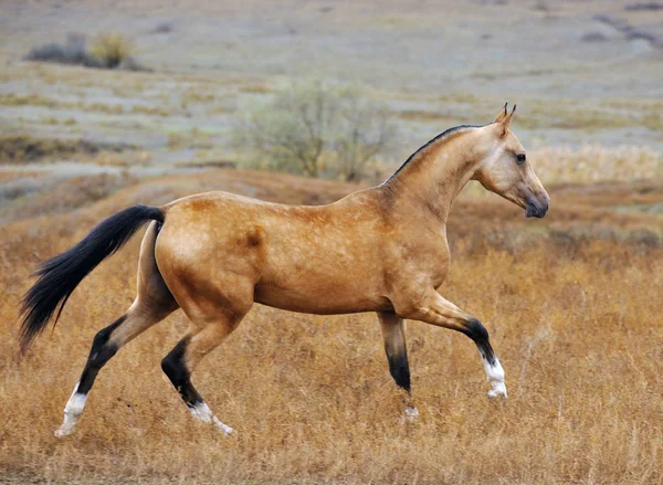Koń Buckskin Akhal Teke Biegnie Kantarzem Przez Jesienne Pole Poziomy — Zdjęcie stockowe
