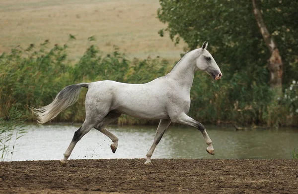 Gri Akhal Teke aygırı yazın sonlarında deniz kenarında gururla koşar. Yatay, kenar görünüm, hareket halinde.