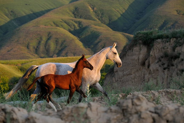 Two horses, mare with her foal, runing in the grassy pastures of Kazakhstan. Horizontal, side view, in motion.