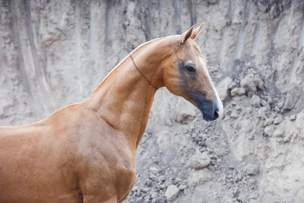 Palomino Akhal Teke Csődör Áll Szürke Dűne Mellett Vízszintes Oldalnézet — Stock Fotó