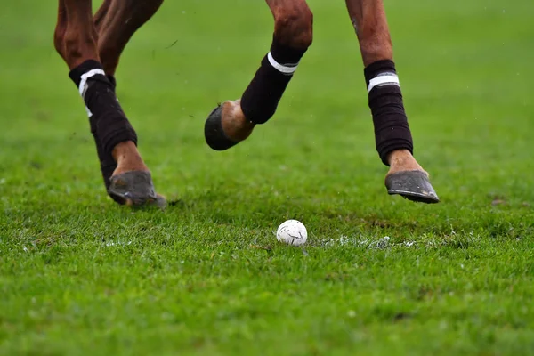 Pólo Pernas Cavalo Movimento Perto Bola Relva Horizontal — Fotografia de Stock