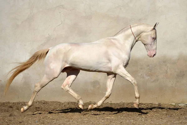 Cremello Akhal Teke aygırı gri beton duvarın yanında koşuyor. Yatay, kenar görünüm, hareket halinde.