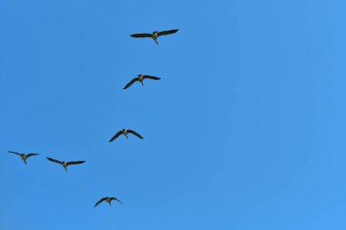 Mavi gökyüzündeki bir üçgen içinde göç eden yabani kaz sürüsü..