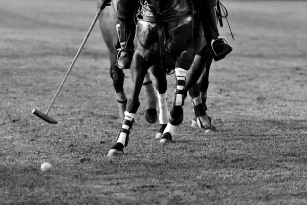 Cavaleiro Pólo Cavalo Perseguindo Bola Galope — Fotografia de Stock
