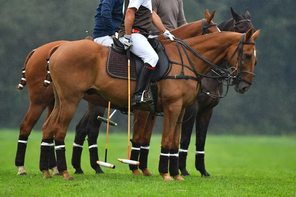 Cavaleiros Pólo Cavalo Cavalos Campo Totalmente Equipado Com Chuva — Fotografia de Stock