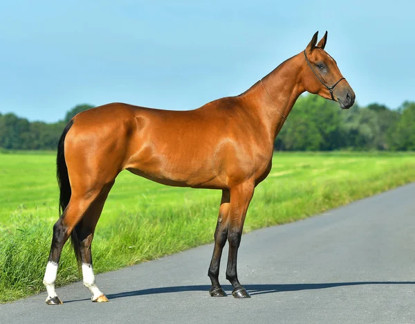 Bay Akhal Teke Άλογο Στέκεται Στον Ασφαλτοστρωμένο Δρόμο Κοντά Στο — Φωτογραφία Αρχείου