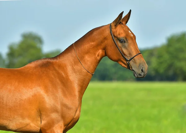ベイアクハル夏のフィールドに立って馬を取る 動物肖像画 — ストック写真