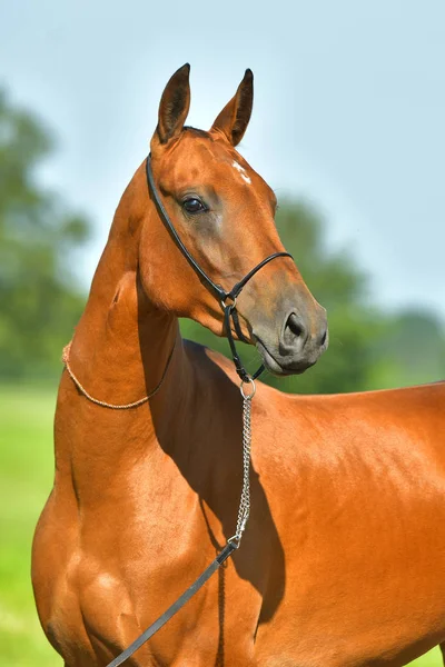 Bay Akhal Teke Áll Nyári Mezőn Állati Portré — Stock Fotó