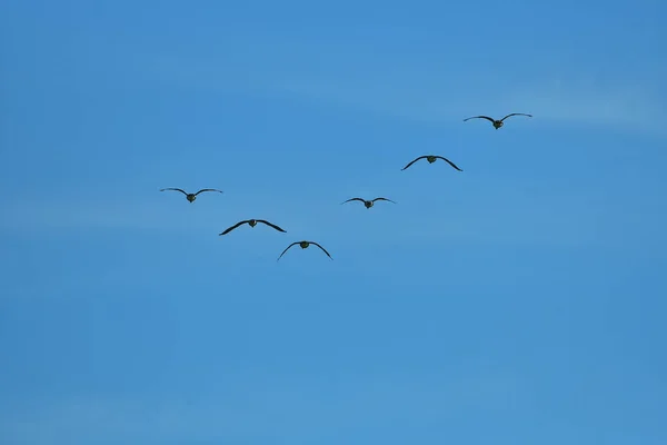 Rebanho Gansos Selvagens Migrando Triângulo Céu Azul — Fotografia de Stock