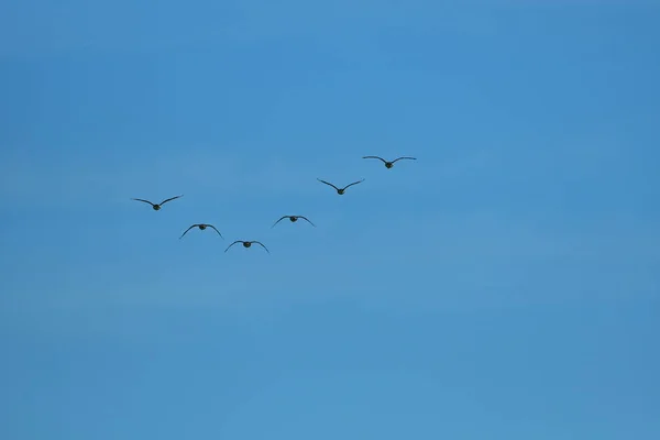 Zwerm Wilde Ganzen Die Migreren Een Driehoek Een Blauwe Lucht — Stockfoto